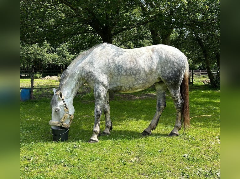 Lipizzaner Mix Stute 9 Jahre 175 cm Apfelschimmel in Dieren