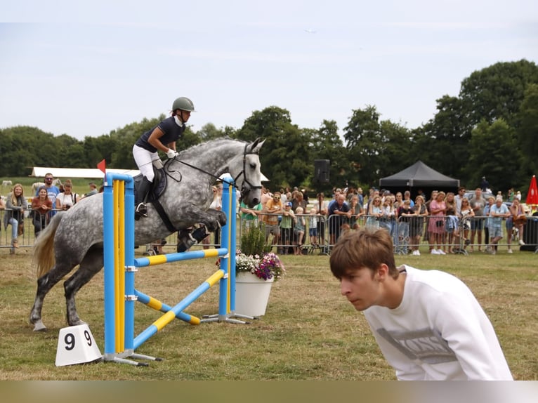 Lipizzaner Mix Stute 9 Jahre 175 cm Apfelschimmel in Dieren