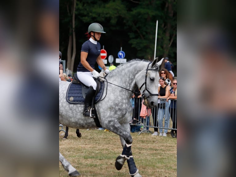 Lipizzaner Mix Stute 9 Jahre 175 cm Apfelschimmel in Dieren