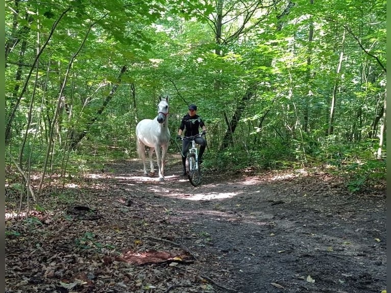 Lipizzaner Stute 9 Jahre Schimmel in Görlitz