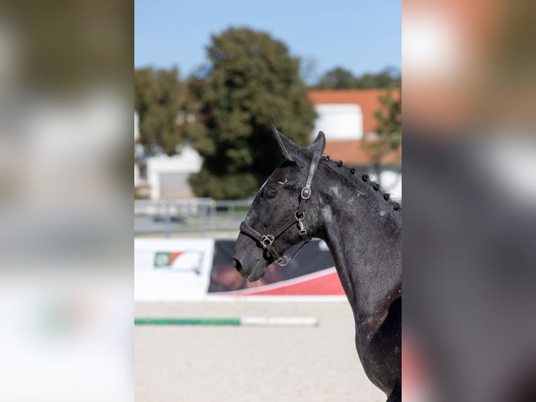 Lipizzaner Stute Fohlen (04/2026) 164 cm Schimmel in Trnovska Vas