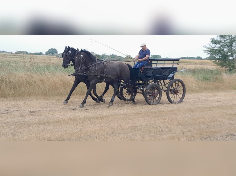 Lipizzaner Valack 10 år 165 cm Svart in Sarbogard