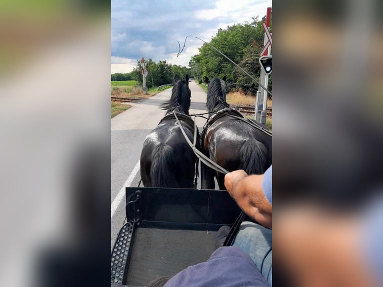 Lipizzaner Valack 10 år 165 cm Svart in Sarbogard