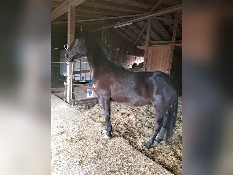 Lipizzaner Blandning Valack 11 år 160 cm Rökfärgad svart in Rieden