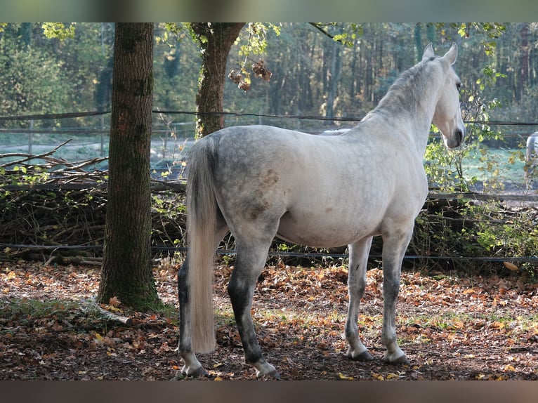 Lipizzaner Valack 12 år 160 cm Grå in Baillet en France