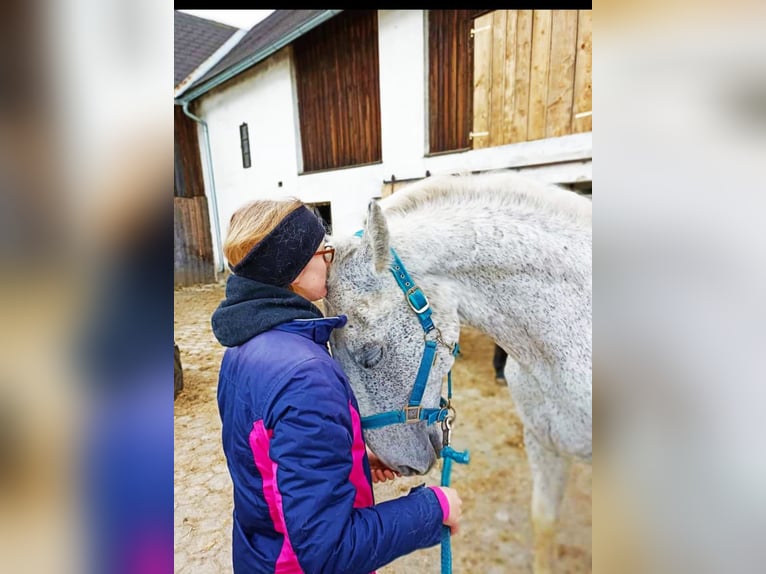 Lipizzaner Blandning Valack 18 år 165 cm Grå-flugskimmel in Neustadl an der Donau