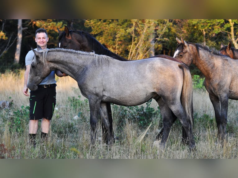 Lipizzaner Valack 2 år 151 cm Grå in Kozina