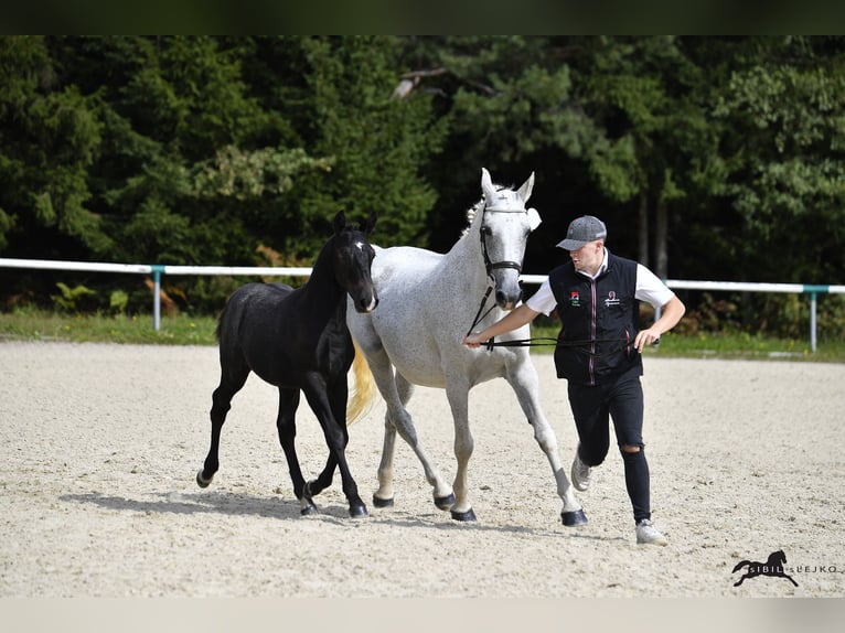 Lipizzaner Valack 2 år 155 cm Grå in Radovljica