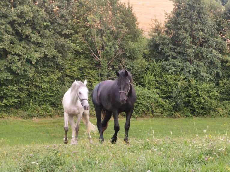 Lipizzaner Valack 2 år 155 cm Svart in Ptuj