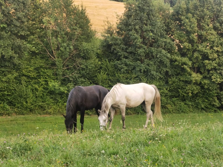 Lipizzaner Valack 2 år 155 cm Svart in Ptuj