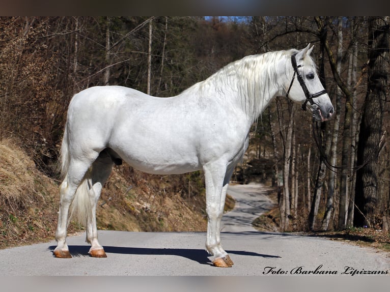 Lipizzaner Valack 2 år 156 cm Grå in Radovljica