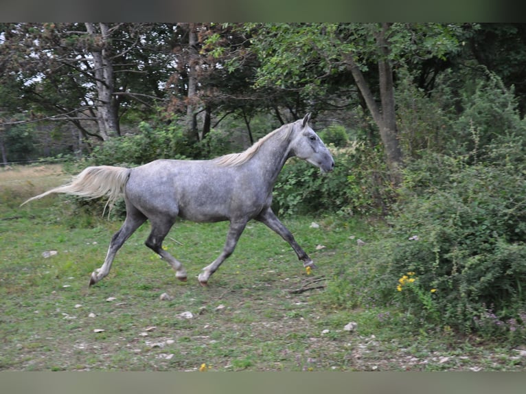 Lipizzaner Valack 3 år 152 cm Grå in Kozina