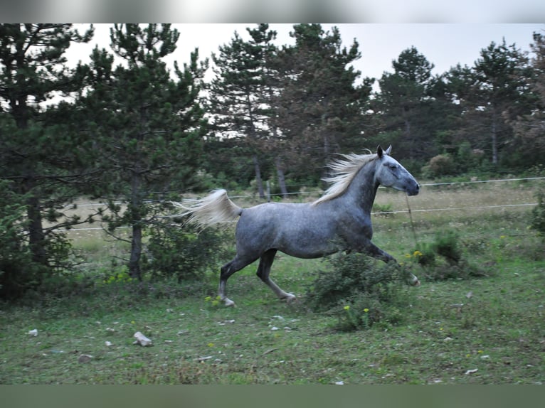 Lipizzaner Valack 3 år 152 cm Grå in Kozina