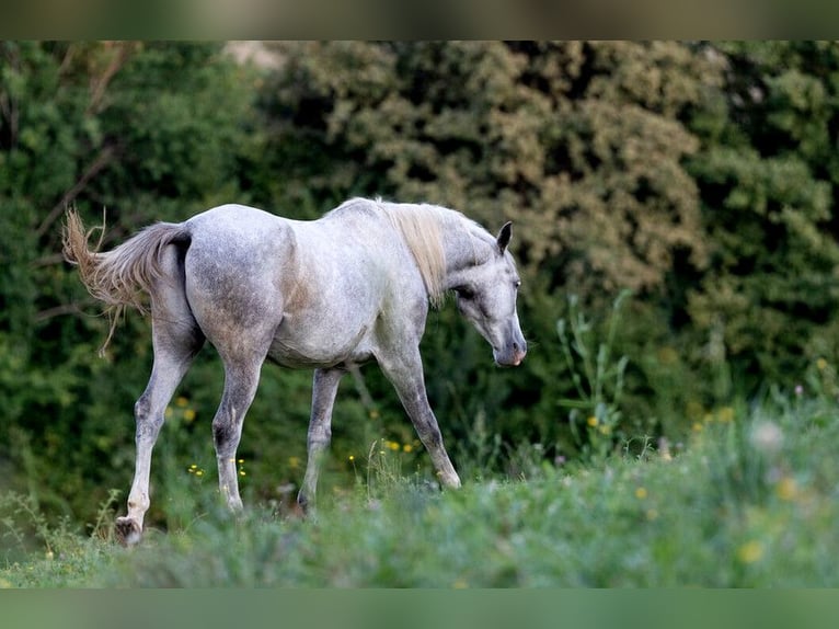 Lipizzaner Valack 4 år 147 cm Grå in Ptuj