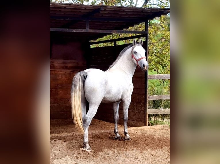 Lipizzaner Valack 4 år 156 cm Grå in Ptuj