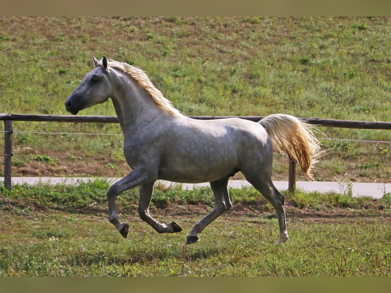 Lipizzaner Valack 5 år 162 cm Grå in radovljica