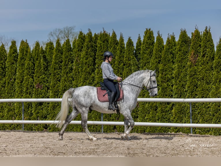 Lipizzaner Valack 7 år 156 cm Grå in Ptuj