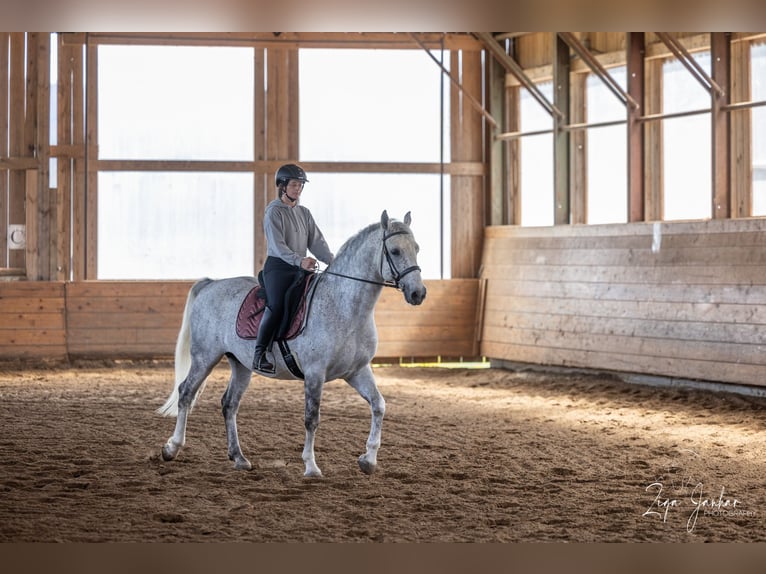 Lipizzaner Valack 7 år 156 cm Grå in Ptuj