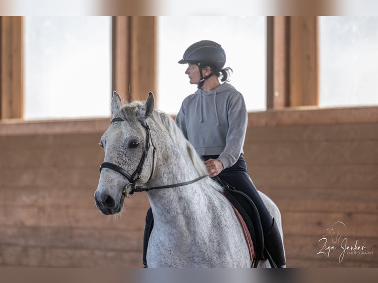 Lipizzaner Valack 7 år 156 cm Grå in Ptuj