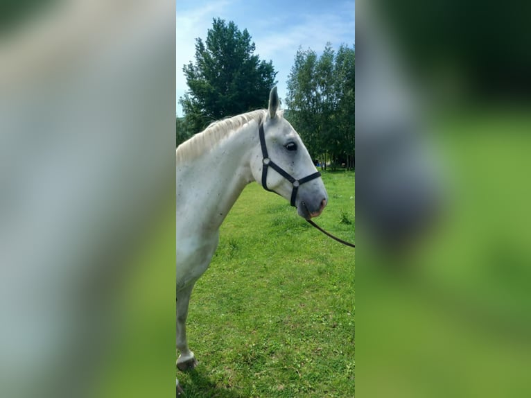 Lipizzaner Wallach 10 Jahre 152 cm Schimmel in Belfast