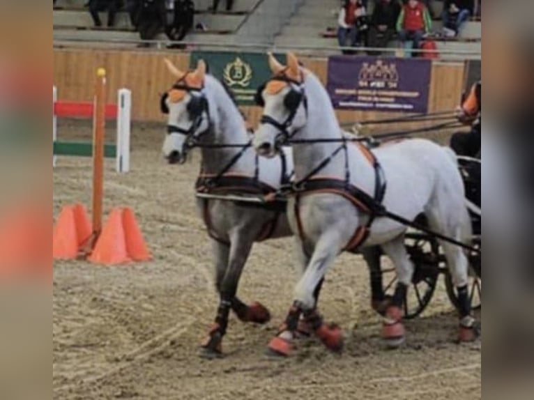 Lipizzaner Wallach 10 Jahre 157 cm Schimmel in Tass