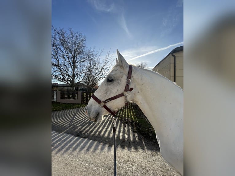 Lipizzaner Wallach 10 Jahre 157 cm Schimmel in Heiligenkreuz