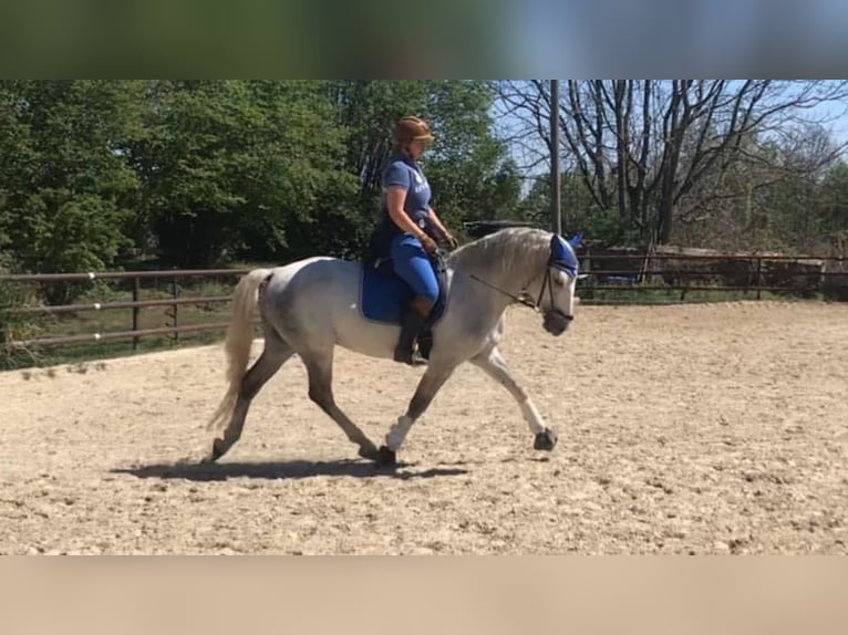Lipizzaner Wallach 10 Jahre 157 cm Schimmel in Heiligenkreuz