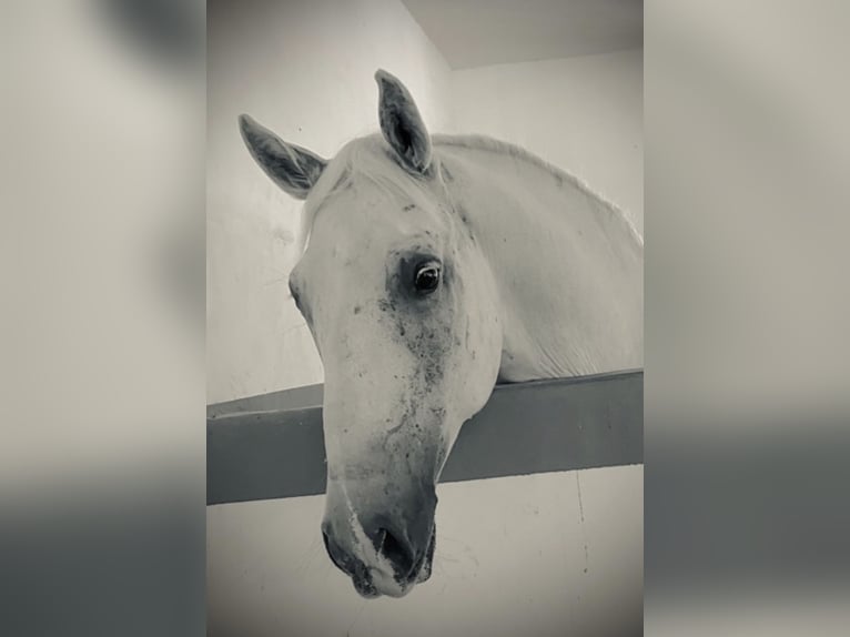 Lipizzaner Wallach 10 Jahre 157 cm Schimmel in Heiligenkreuz