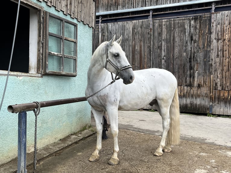 Lipizzaner Wallach 10 Jahre 157 cm Schimmel in Heiligenkreuz