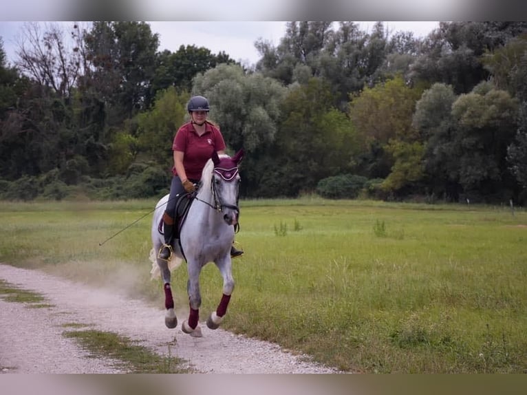 Lipizzaner Wallach 10 Jahre 157 cm Schimmel in Heiligenkreuz