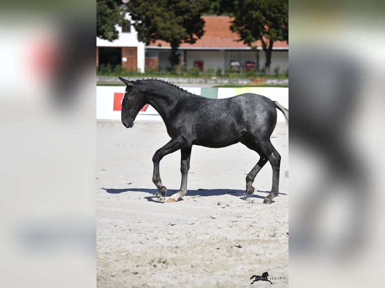 Lipizzaner Wallach 10 Jahre 160 cm Schimmel in Trnovska vas