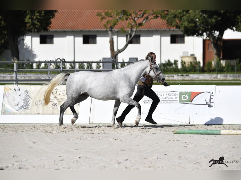 Lipizzaner Wallach 10 Jahre 160 cm Schimmel in Trnovska vas