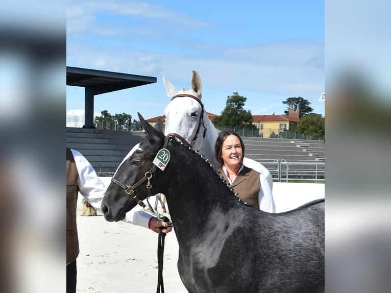 Lipizzaner Wallach 10 Jahre 160 cm Schimmel in Trnovska vas