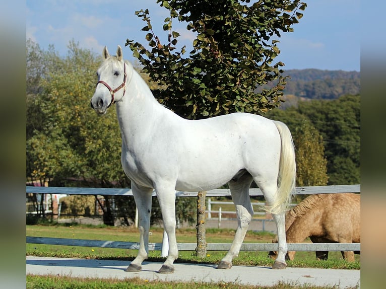 Lipizzaner Wallach 10 Jahre 160 cm Schimmel in Trnovska vas