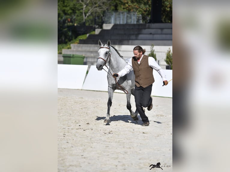 Lipizzaner Wallach 10 Jahre 160 cm Schimmel in Trnovska vas