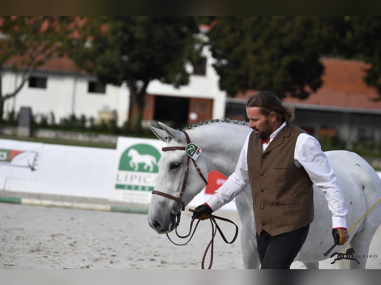 Lipizzaner Wallach 10 Jahre 160 cm Schimmel in Trnovska vas