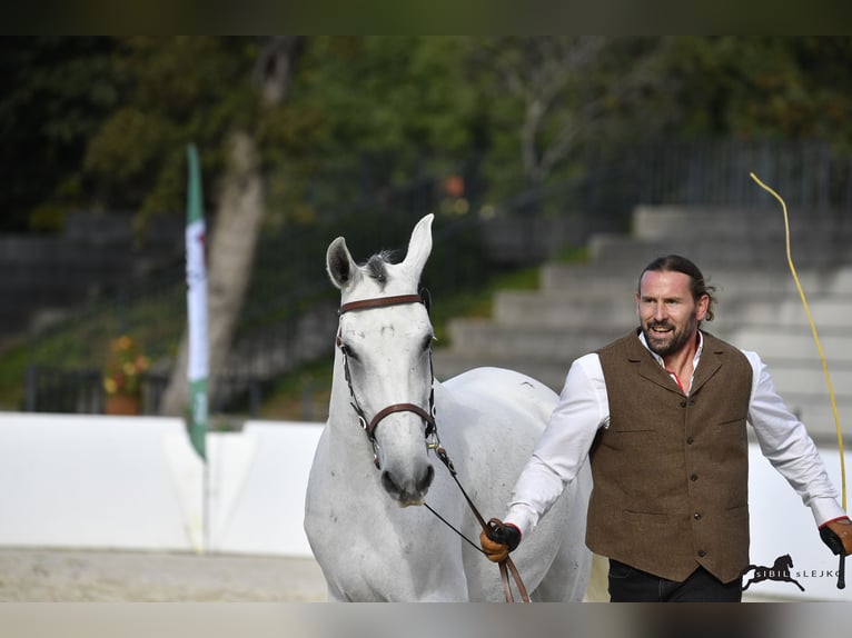 Lipizzaner Wallach 10 Jahre 160 cm Schimmel in Trnovska vas