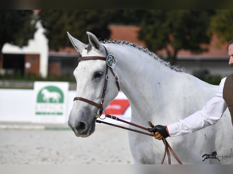 Lipizzaner Wallach 10 Jahre 160 cm Schimmel in Trnovska vas