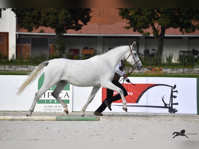 Lipizzaner Wallach 10 Jahre 160 cm Schimmel in Trnovska vas