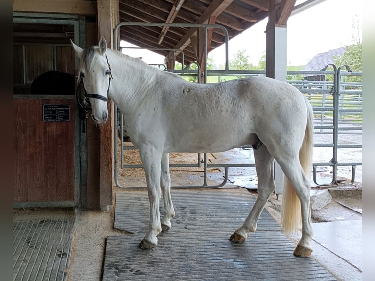 Lipizzaner Wallach 10 Jahre 160 cm Schimmel in Baar