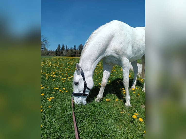 Lipizzaner Wallach 10 Jahre 160 cm Schimmel in Baar
