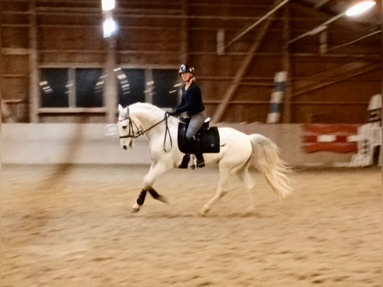 Lipizzaner Wallach 10 Jahre 160 cm Schimmel in Baar