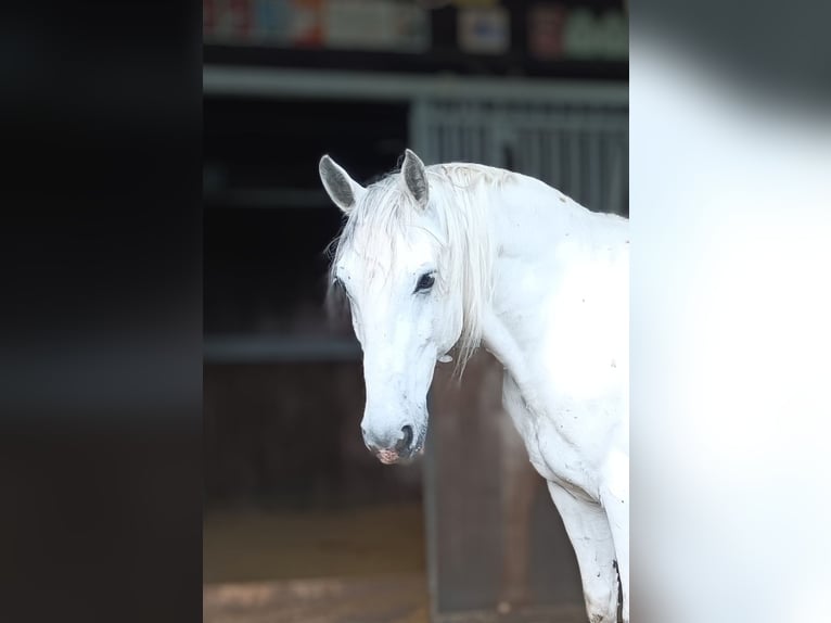 Lipizzaner Wallach 10 Jahre 160 cm Schimmel in Baar