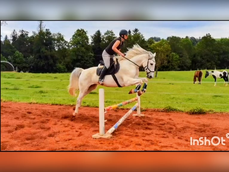 Lipizzaner Wallach 10 Jahre 160 cm Schimmel in Baar