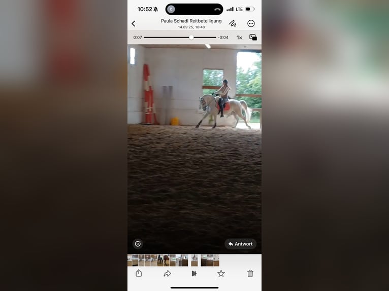 Lipizzaner Wallach 10 Jahre 160 cm Schimmel in Blindheim