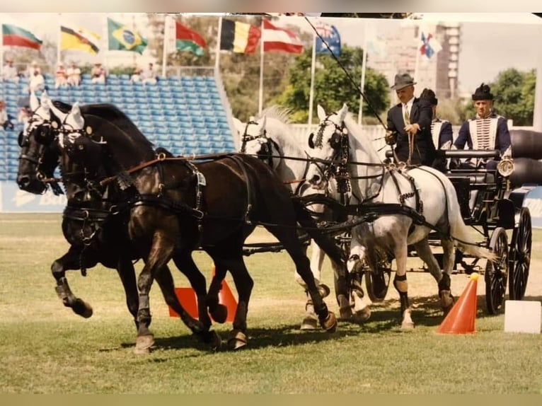 Lipizzaner Wallach 10 Jahre 162 cm Rappschimmel in Nagykata