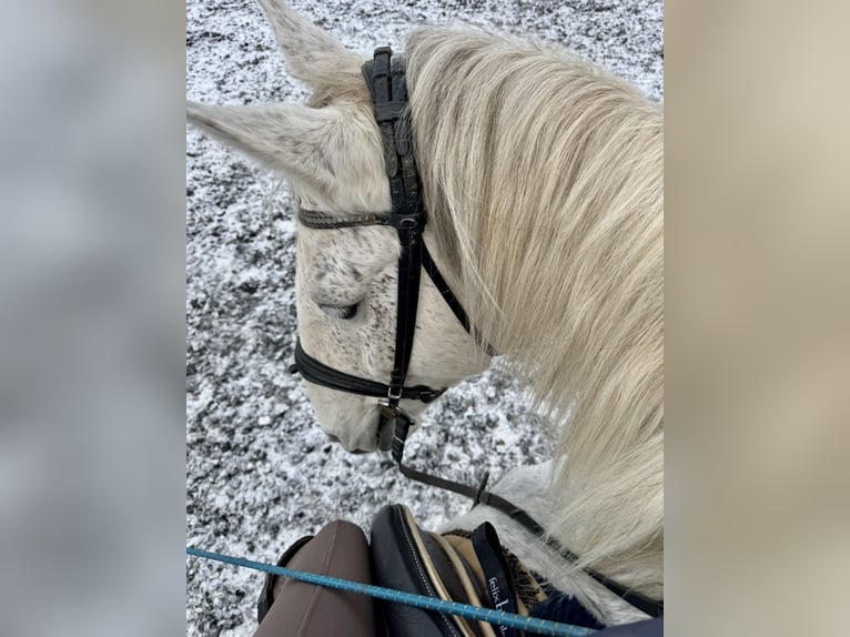Lipizzaner Wallach 10 Jahre 163 cm Fliegenschimmel in Dunningen