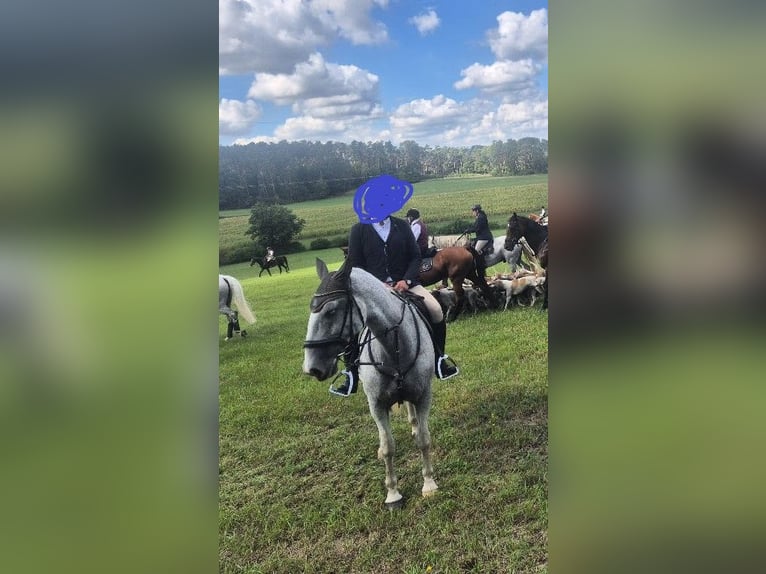 Lipizzaner Wallach 10 Jahre 164 cm Fliegenschimmel in N&#xFC;rnberg
