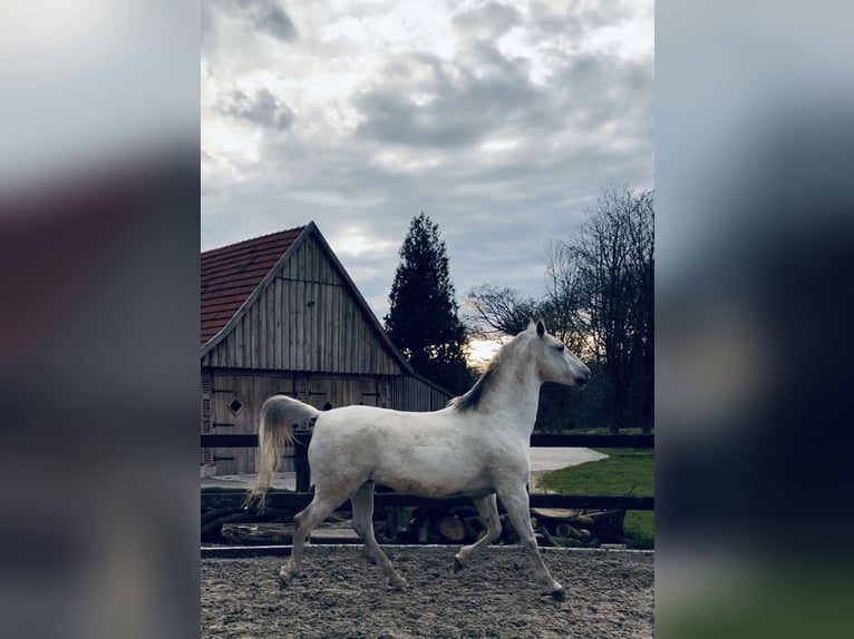 Lipizzaner Wallach 10 Jahre 165 cm Schimmel in Rosendahl