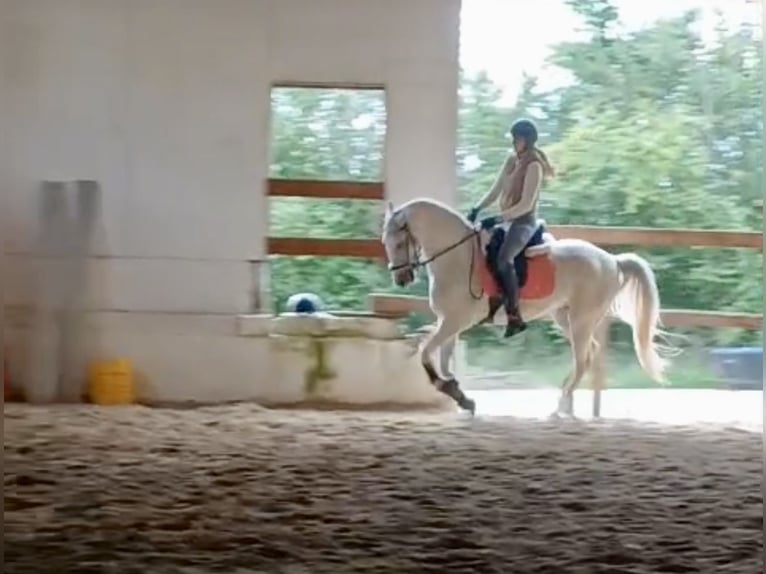 Lipizzaner Wallach 11 Jahre 160 cm  in Zoltingen